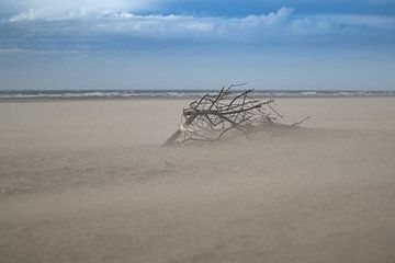 Branch on the beach by Slim Shadow