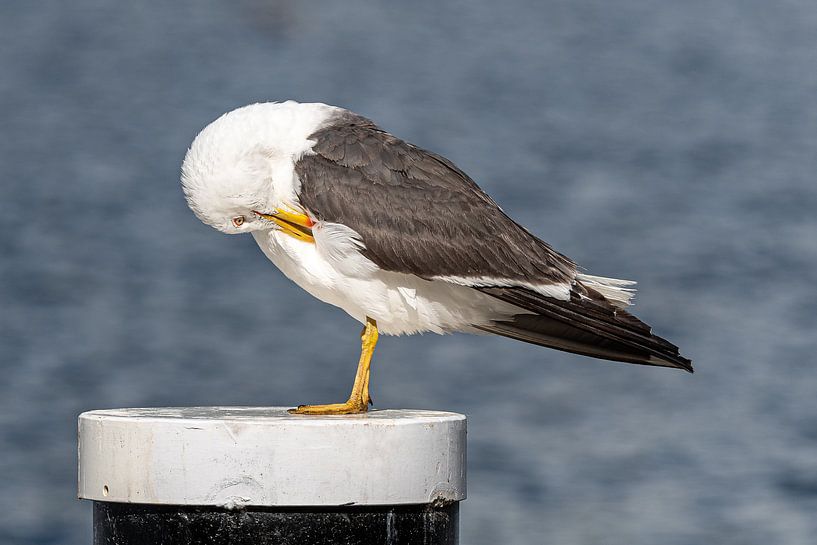 Gull by Michael Roubos