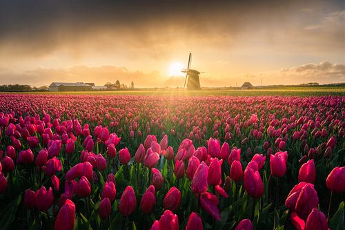 Tulip Fields at Sunrise in the Northern Netherlands: Iconic Windmill and Vibrant Spring Colors