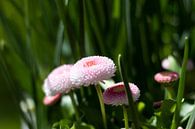 Rosa Gänseblümchen von Helga Novelli Miniaturansicht