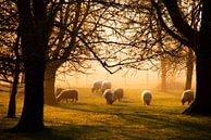 Sunrise van J. Einmahl thumbnail