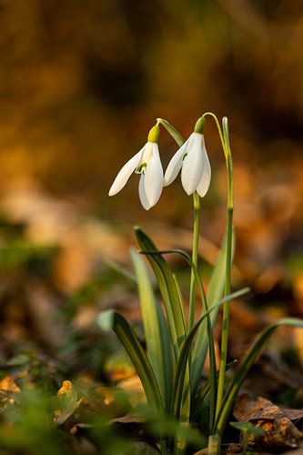 two snowdrops in the forest