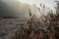 Zartes Spinnennetz im Morgennebel: Naturperlenketten auf der Heide
