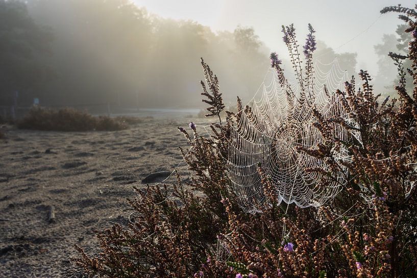 Zartes Spinnennetz im Morgennebel: Naturperlenketten auf der Heide von Hevonax Photography