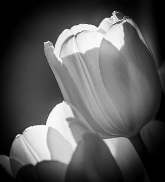 Tulpen van Mario Creanza
