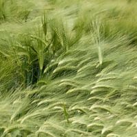 Waving wheat