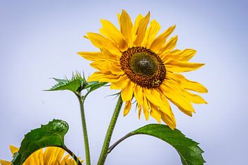 Zonnebloem: kunstwerk van de natuur van Photologic Fotografie