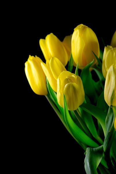 Tulips by Thomas Jäger