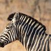 Zèbre dans Krugerpark sur Cor de Bruijn Photography