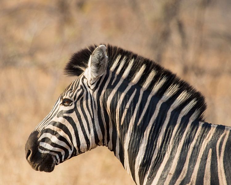 Zebra in Krugerpark van Cor de Bruijn