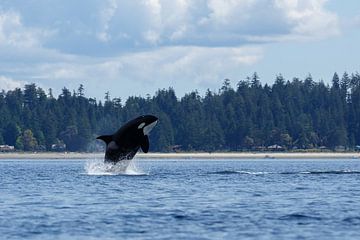 Killerwal springt aus dem Meer