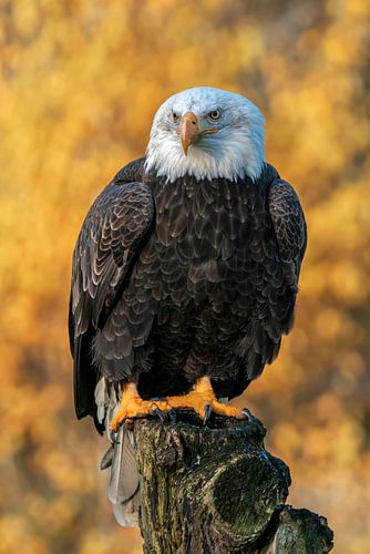 Amerikaanse Zeearend met een gele herfstachtergrond.
