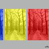 Triptych tree lane by whmpictures .com