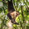 Capuchin Monkey met Sprinkhaan van Trudy van der Werf