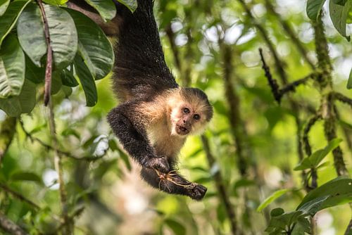 Capuchin Monkey met Sprinkhaan