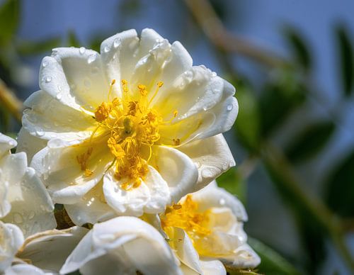 Fleur d'un rosier grimpant