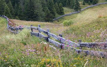 flower meadow with wooden fence