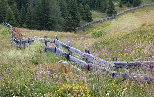Blumenwiese mit Holzzaun