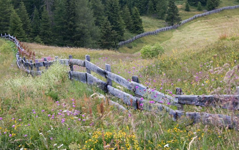 prairie fleurie avec clôture en bois sur Klaartje Majoor