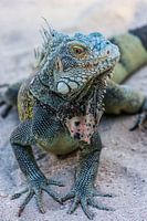 Iguana
