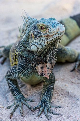 Leguaan