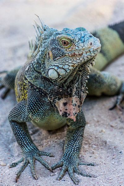 Iguana by Gernanda Vos