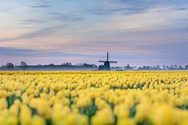 Yellow field van Max ter Burg Fotografie