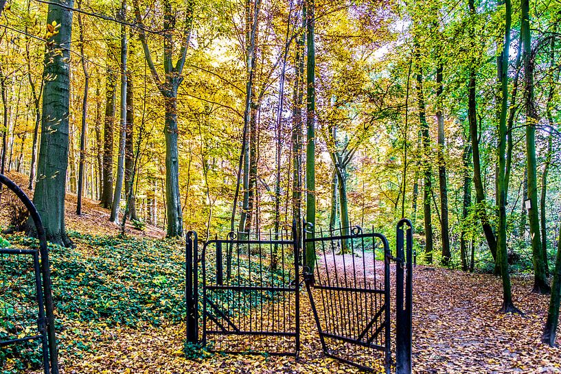 forest by Joep Deumes
