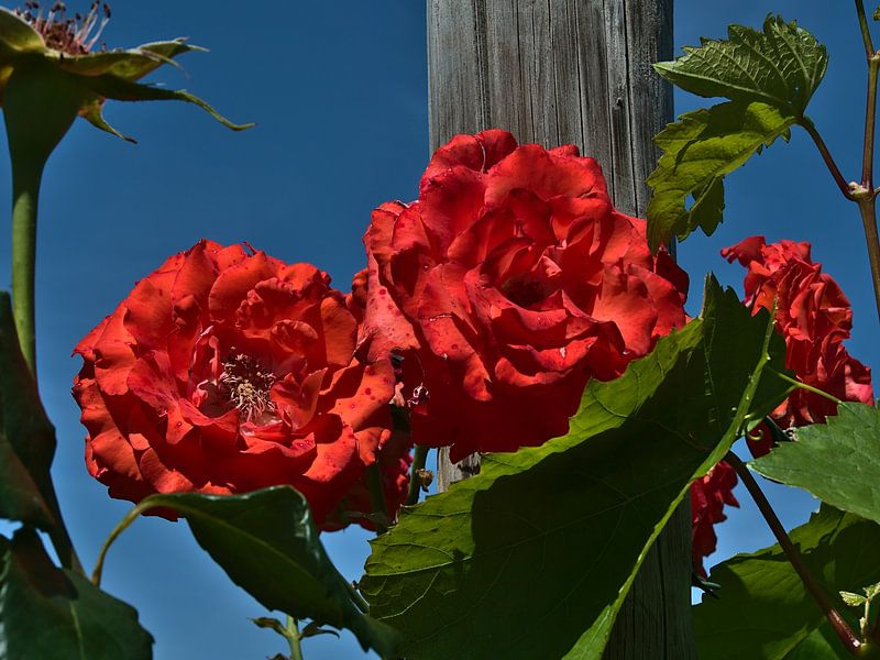 Rose petals between vine leaves by Timon Schneider