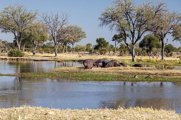 Nijlpaarden in de Okavango Delta van Eddie Meijer