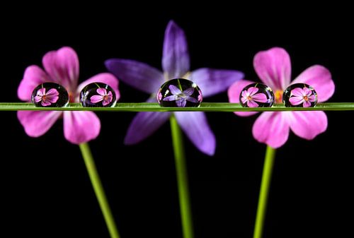 Water drops with reflection of flowers