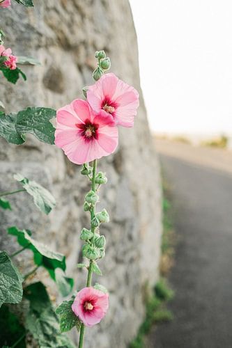 La rose trémière en floraison estivale dans le sud de la France