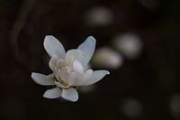 Ontluikende lente