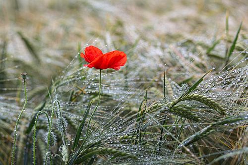 Un coquelicot dans le champ de maïs après la pluie