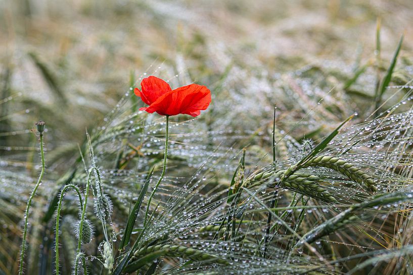 Poppy in the cornfield after the rain by Elke Wolfbeisser