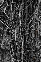 Tree vanes