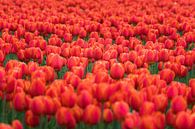 Veld rode tulpen van Patrick Verhoef thumbnail
