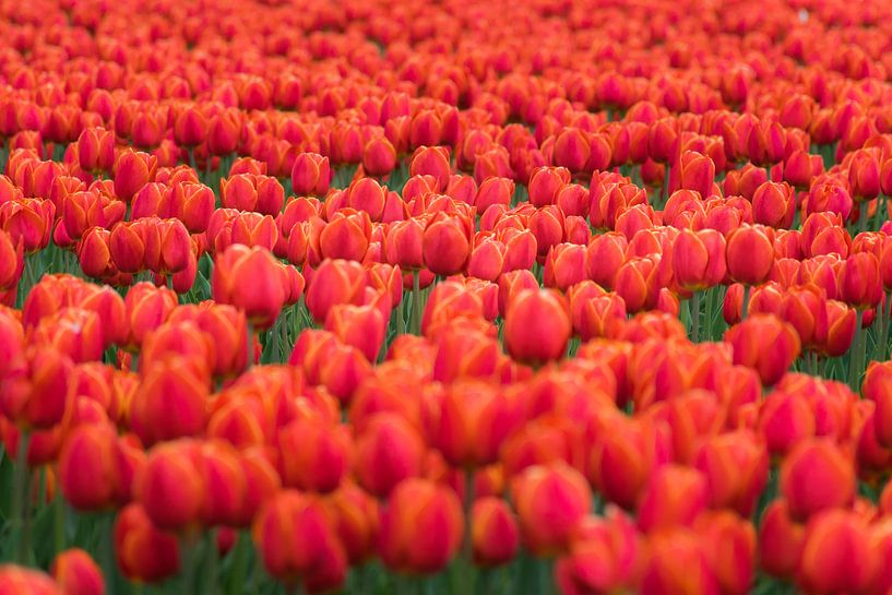 Veld rode tulpen van Patrick Verhoef