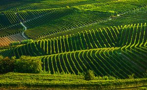 Langhe Weinberge Zusammenfassung. Piemont, Italien
