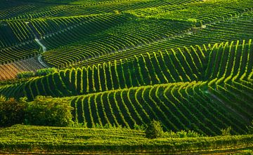 Vignobles des Langhe, abstrait. Piémont, Italie sur Stefano Orazzini