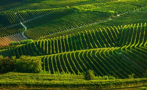 Langhe wijngaarden abstract. Piemonte, Italië