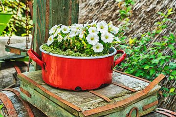 White petunias are planted in a red saucepan