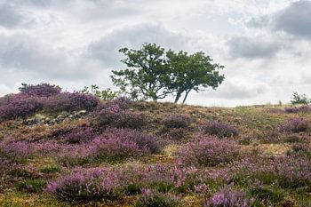 Mit Heidekraut bedeckte Dünen mit Bäumen bei Bergen, Niederlande