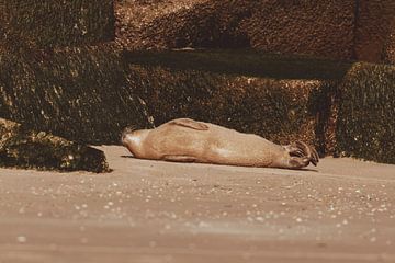 Gewone Zeehond aan het relaxen op het strand van Scheveningen van Anne Zwagers