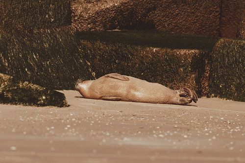 Common Seal relaxing on Scheveningen beach
