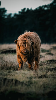 Scottish Highlander Kalb