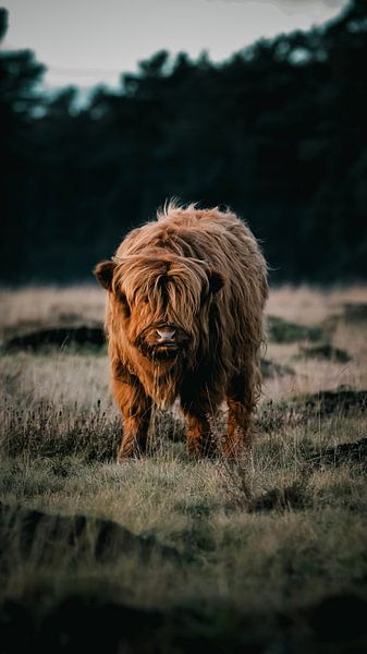 Scottish highlander calf by AciPhotography