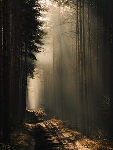 Der Waldweg von Jakub Wencek
