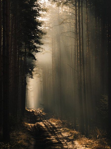 Route forestière par Jakub Wencek