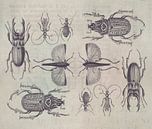 Beetles by Andrea Haase thumbnail